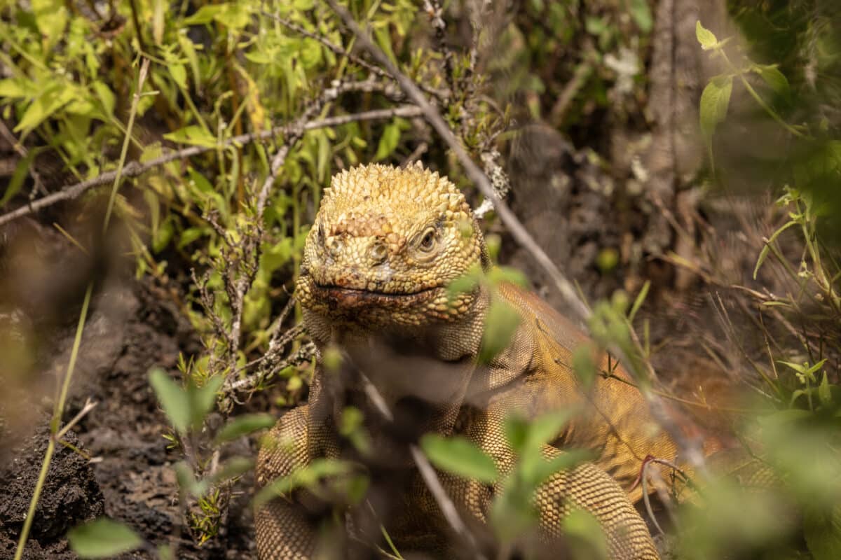 Galápagos land iguanas