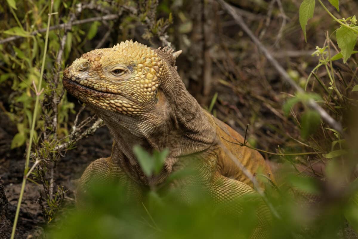 Galápagos land iguanas