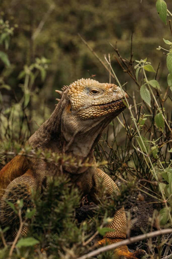 Galápagos land iguanas