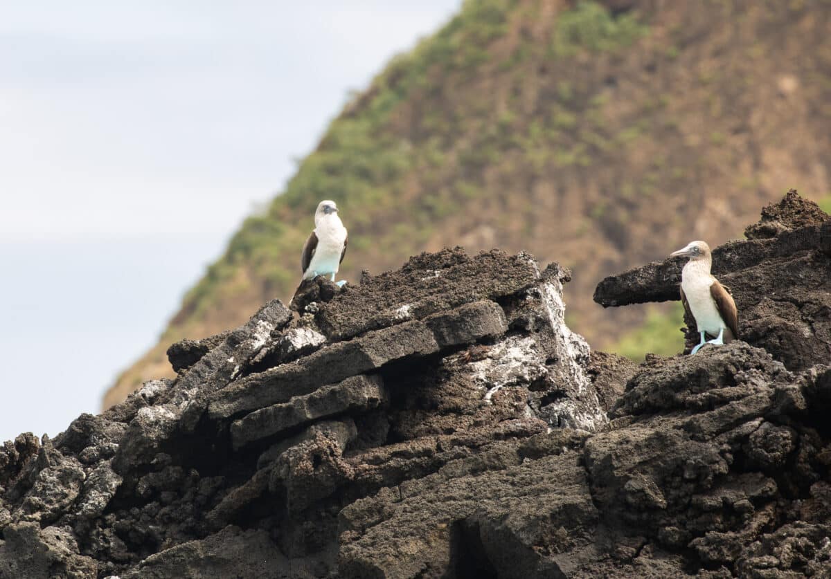 Kicker Rock wildlife