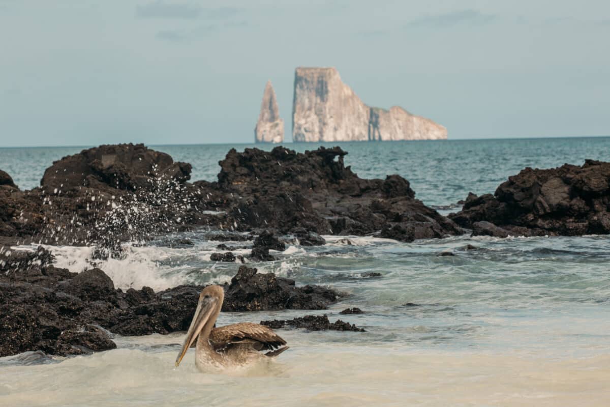 Kicker Rock wildlife