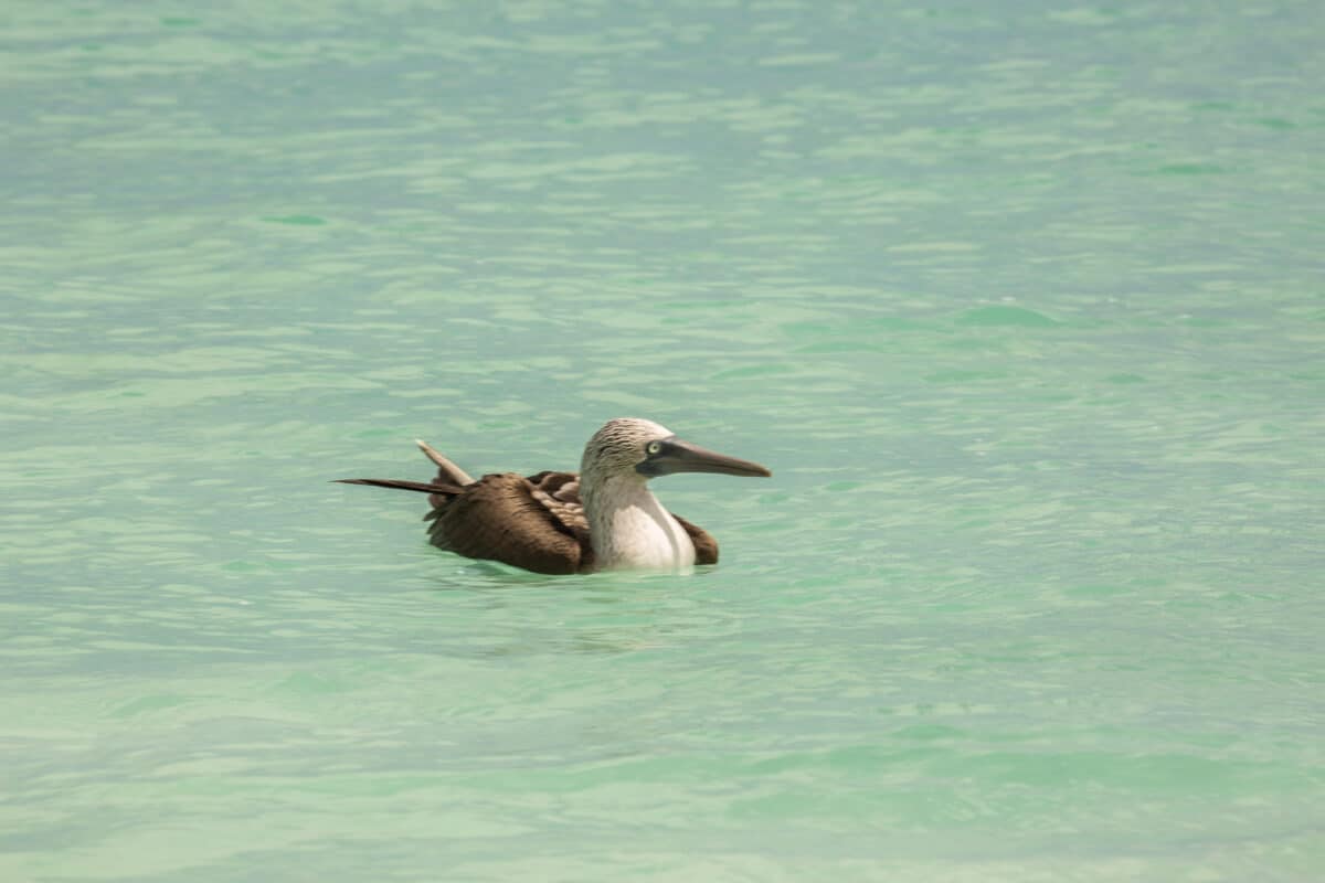 Kicker Rock wildlife