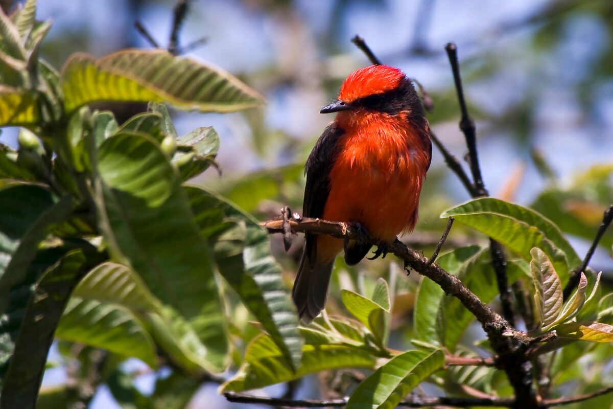 Little Vermilion Flycatcher