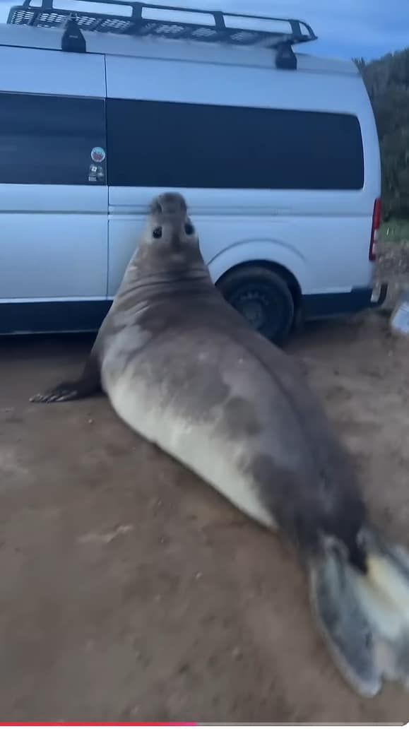Neil the Seal via @neiltheseal_316 YouTube