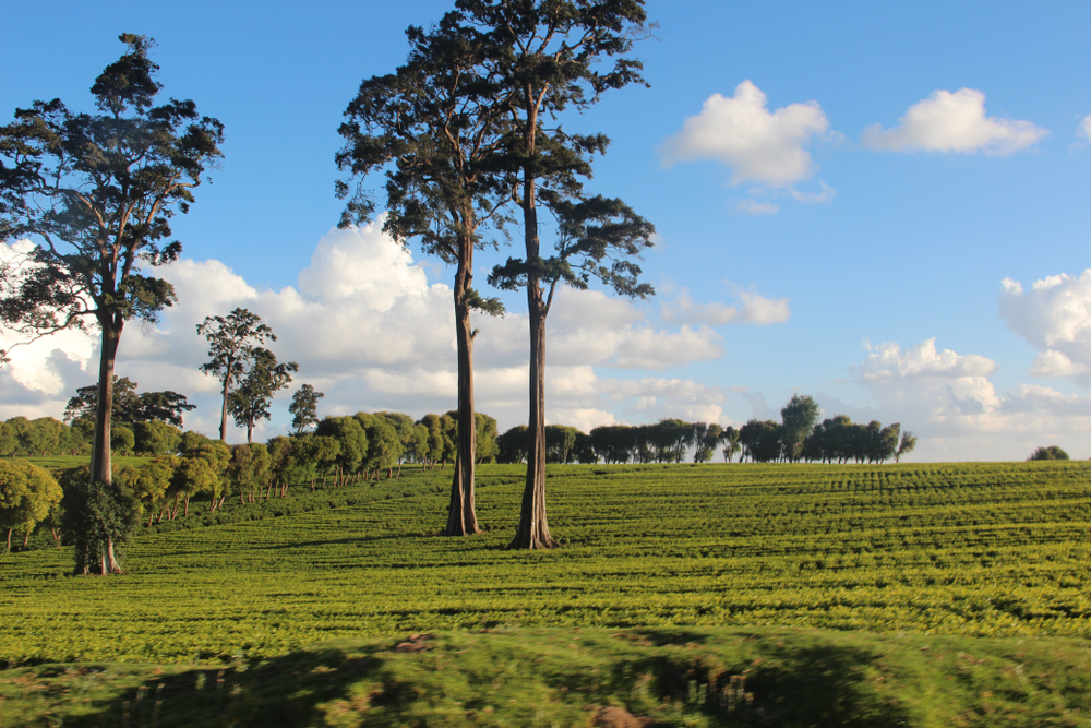 Kiambu team farms in Nairobi, Kenya