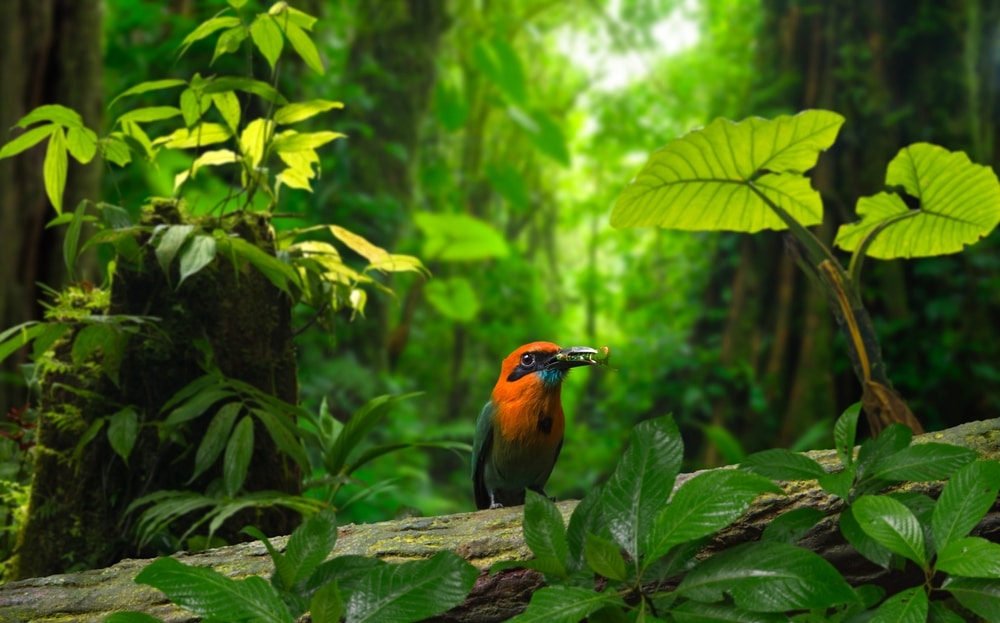 Exotic bird in the tropical jungle