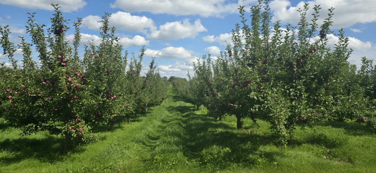 Apple Barn Orchard and Winery