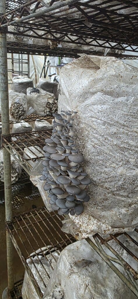 River valley ranch mushrooms