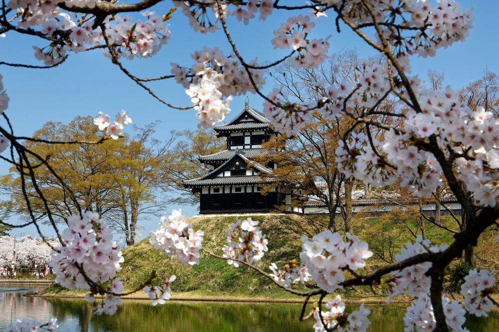 On a sunny day, Tenshukaku tower perching on the hill by the moat canal and cherry blossoms in Takada Castle Park, which is famous for Sakura Hanami in spring in Joetsu City, Niigata, Hokuriku, Japan